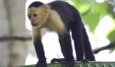 Capuchin on palm leaf