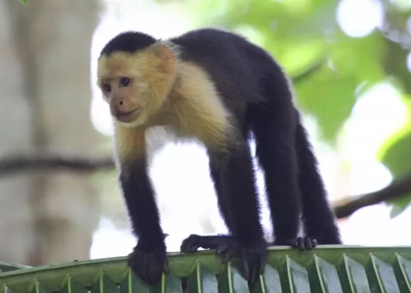 Capuchin on palm leaf