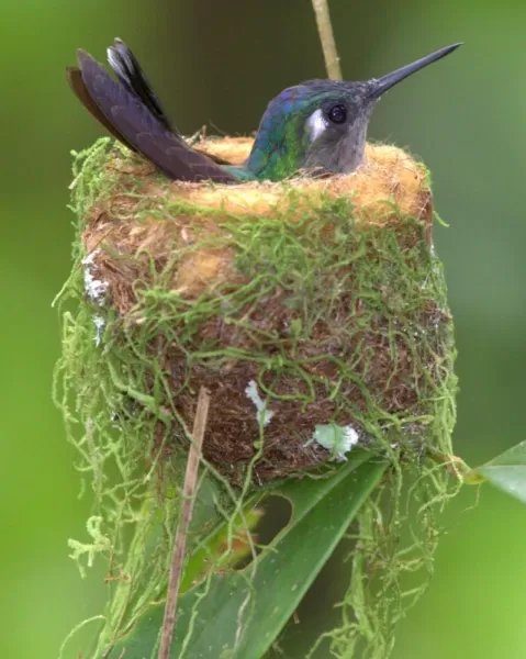 Hummingbird nesting at Arenal Observatory
