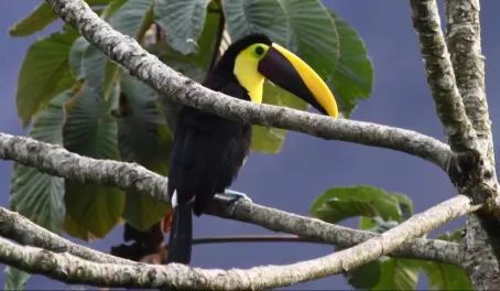 Toucan at Arenal Observatory