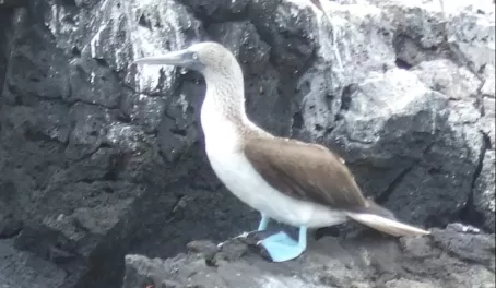 Blue Footed Boopie on Isabela