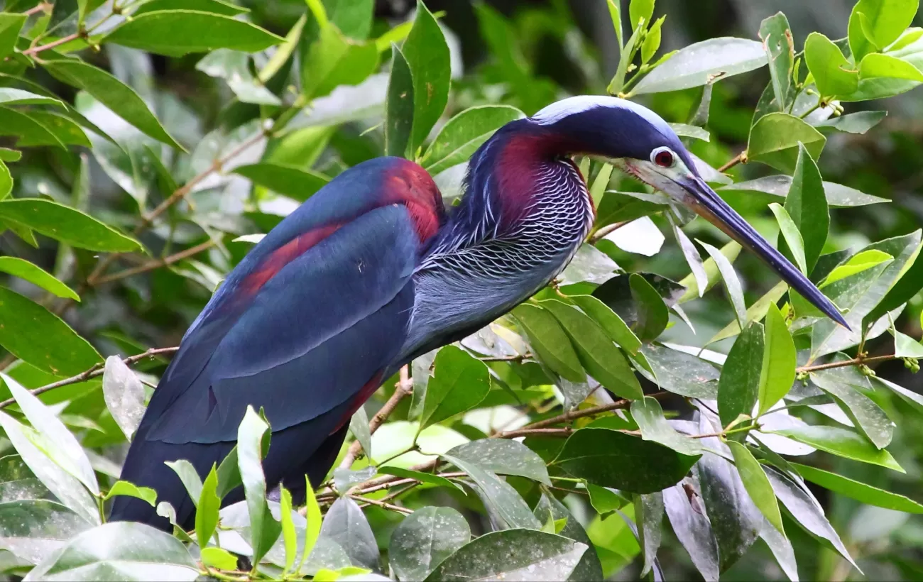 Agami Heron at nesting site in Pacuare Reserve