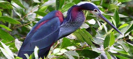 Agami Heron at nesting site in Pacuare Reserve