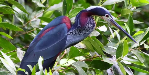 Agami Heron at nesting site in Pacuare Reserve