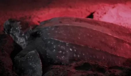Leatherback Turtle nesting
