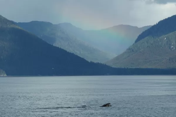 Humpback Whale Alaska's Inside Passage