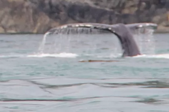 Humpback Whale Inside Passage