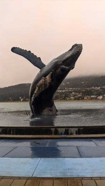 The Whale Project, Juneau
