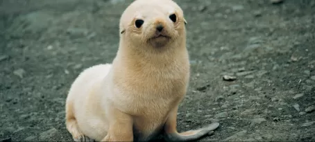 Sea lion pup found during a wildlife tour of Chile