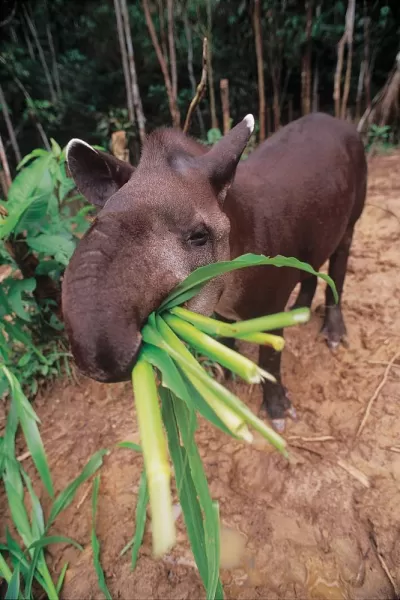 Tapir found during a wildlife tour of Peru