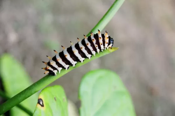 Amazon insect found on a tour of Ecuador