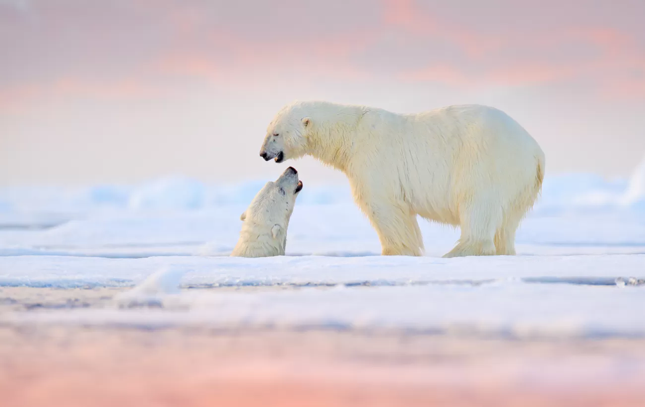 Polar bear