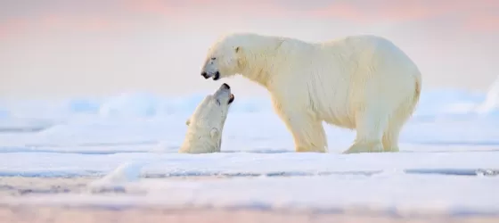 Polar bear