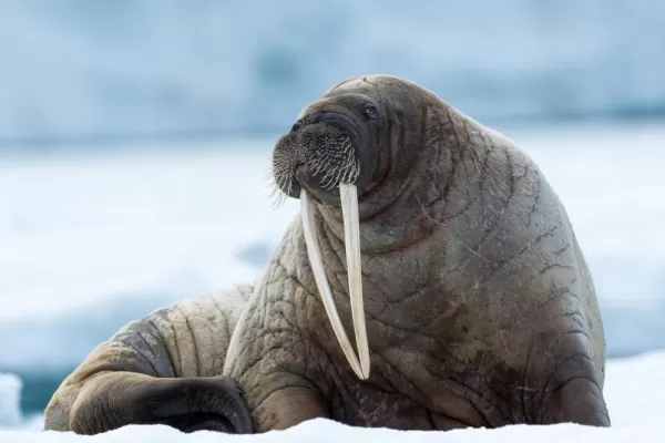 Svalbard walrus