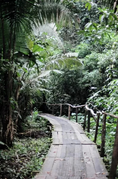 Jungle paths during a tour of the Amazon in Ecuador