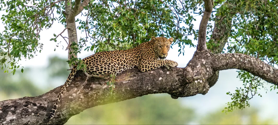 A leopard relaxes in a tree