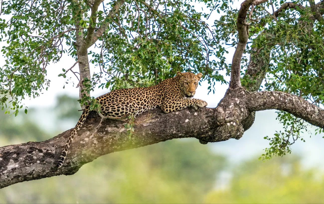 A leopard relaxes in a tree