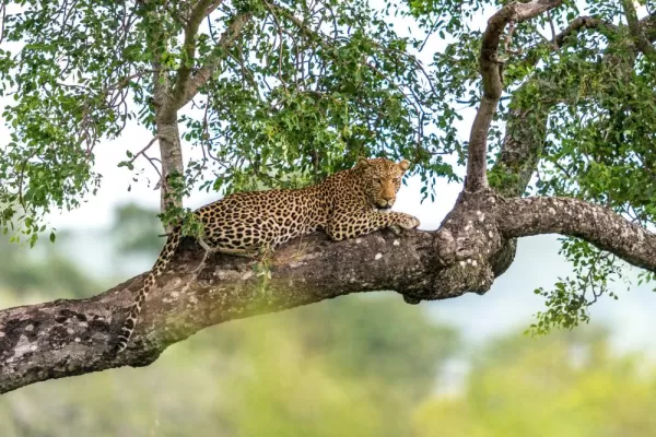 A leopard relaxes in a tree
