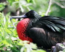 Frigatebird in the Galapagos Islands
