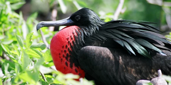 Frigatebird in the Galapagos Islands