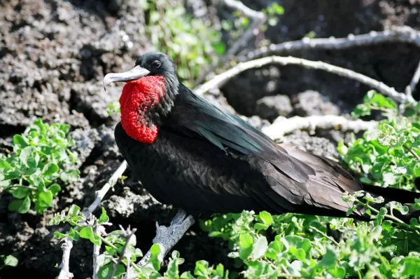 Spot colorful male frigate birds on your Galapagos tour!