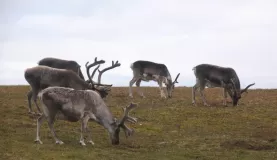 Arctic Reindeer