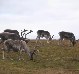 Arctic Reindeer