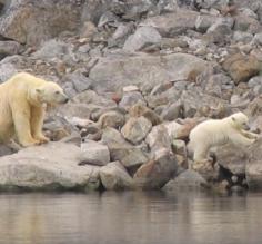 Polar Bear and Cub, Spitsbergen