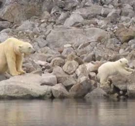 Polar Bear and Cub, Spitsbergen