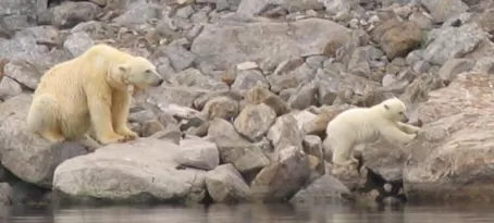 Polar Bear and Cub, Spitsbergen