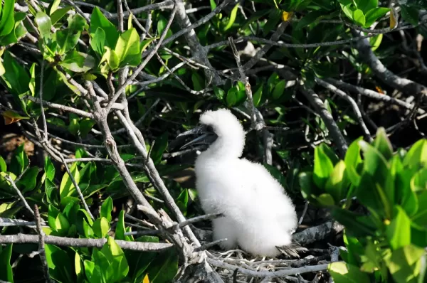 Galapagos travel and bird-life found on Genovesa island