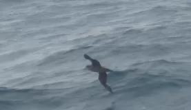I think this is a type of Albatrosses but not sure.