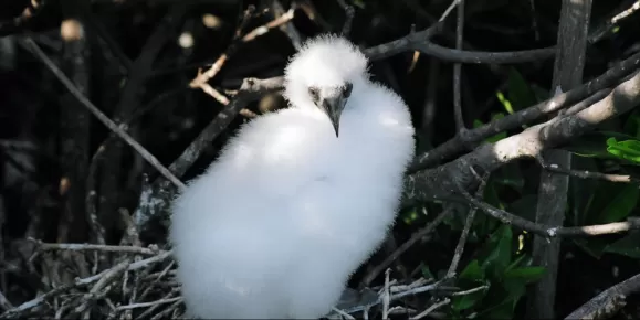 Frigate chick found while touring the Galapagos 