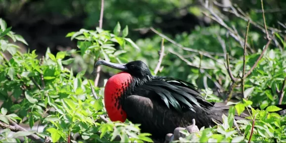 Plenty of wildlife and birdwatching in the Galapagos Islands