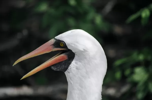 Masked booby on a trip to the Galapagos islands