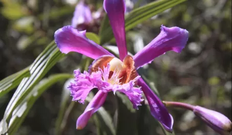 A local orchid growing in the thick of the wilderness