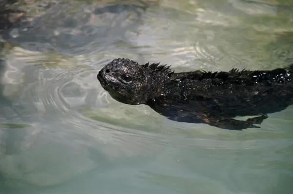 Galapagos iguana swimming on a wildlife tour of the Galapagos