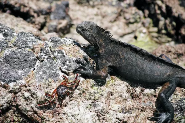Iguana soaking up the sun on Santa Cruz Island in the Galapagos