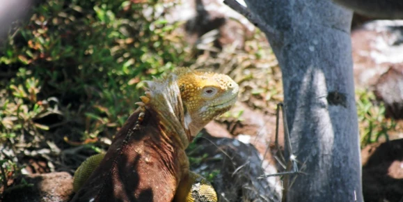 Wildlife viewing and tours of the Galapagos islands