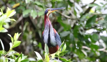 Agami Heron at Pacuare Reserve