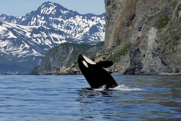 Breaching Orca Whale