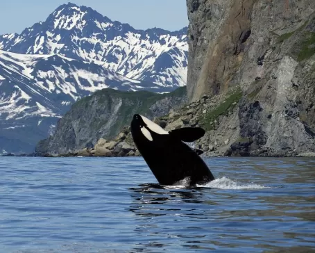 Breaching Orca Whale