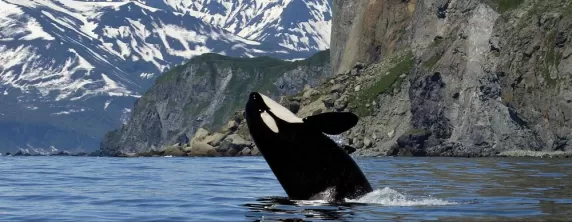 Breaching Orca Whale