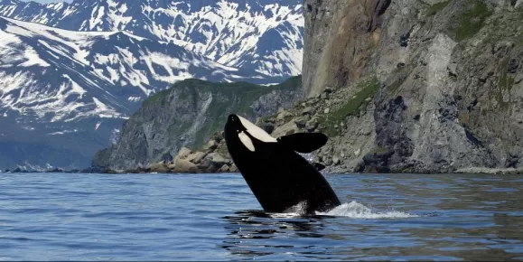 Breaching Orca Whale