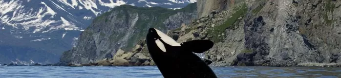 Breaching Orca Whale