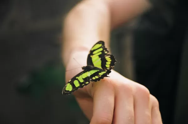 Friendly butterfly greets a traveler in Ecuador