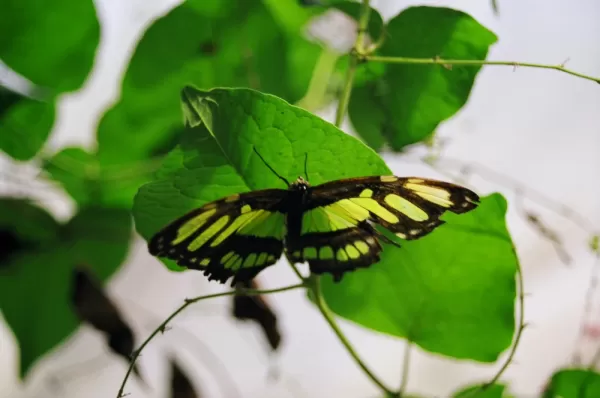 Butterly in the Ecuadorian Amazon