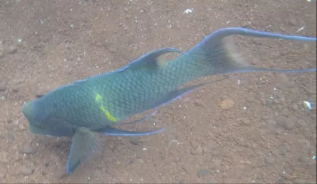 Rabida - Bump-head parrotfish that we saw while snorkeling