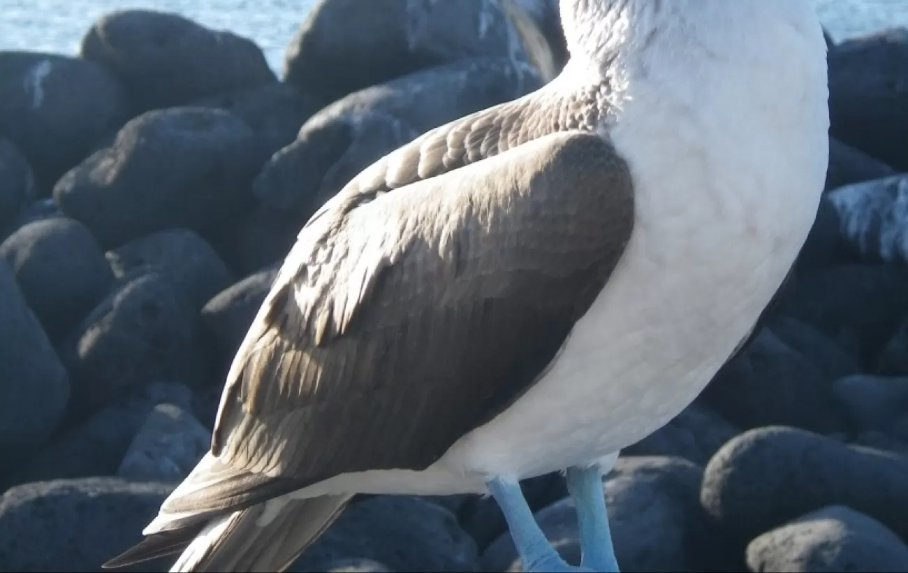 Lobos Islet- Blue-footed booby