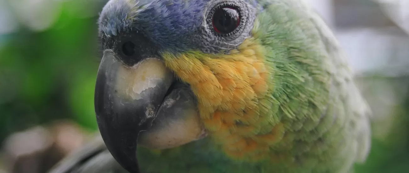 Up close with an Amazon parrot in Ecuador